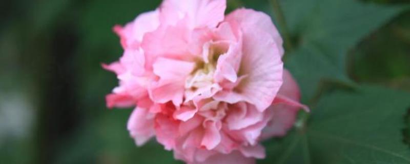 芙蓉几月开(芙蓉几月开放时间)