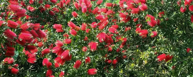 红千层的养殖方法,附生长习性和繁殖方法