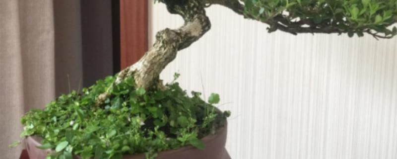 盆栽黄杨的养殖方法，附生长习性 黄杨的种植与养护资料