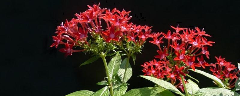 繁星花的养殖方法是怎样(繁星花怎么养才能爆盆)