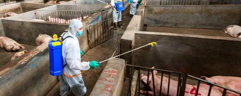 非洲猪瘟会不会传染给牛羊,附疫苗的研制