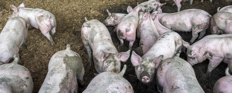 非洲猪瘟的检测方法，附疫苗的研制 非洲猪瘟疫苗最新研究成果