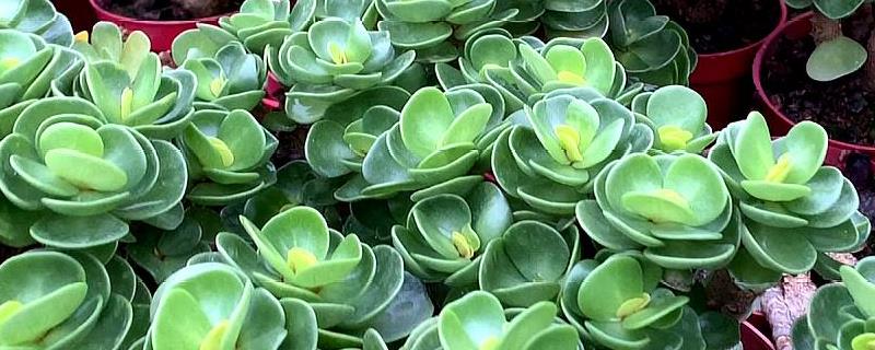 金钱木怎么养殖好（金钱木怎么养活）