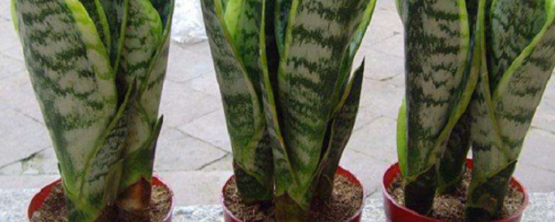 盆栽虎皮兰怎么养才好 盆栽虎皮兰怎么养才好活