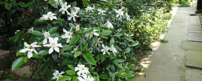 小叶栀子花的养殖方法，附繁殖方法（小叶栀子花的养殖方法和注意事项）