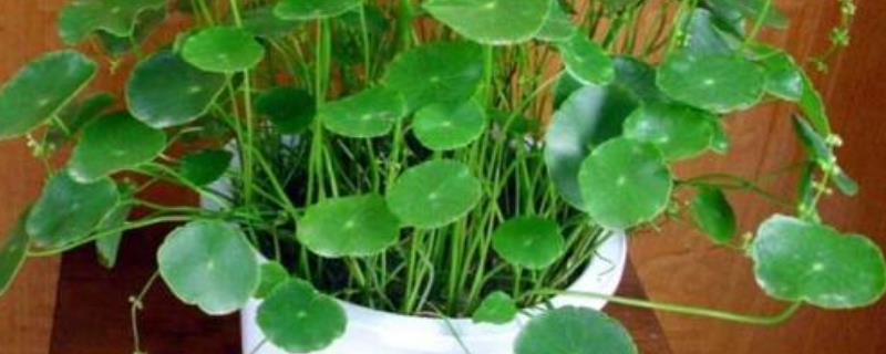 盆栽金钱草怎么养（盆栽金钱草怎么养护）