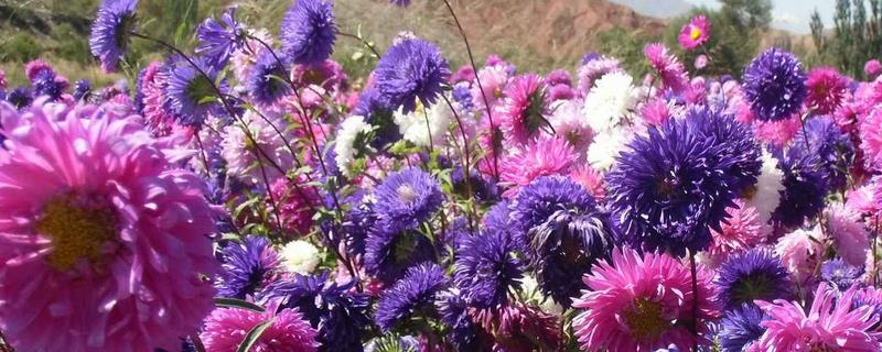 翠菊的种植方法，翠菊的繁殖方法 翠菊的种植方法