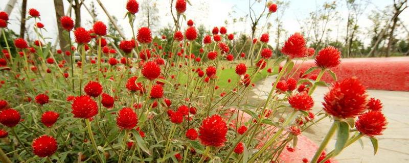 千日红种子怎么种 千日红种子多少钱一斤