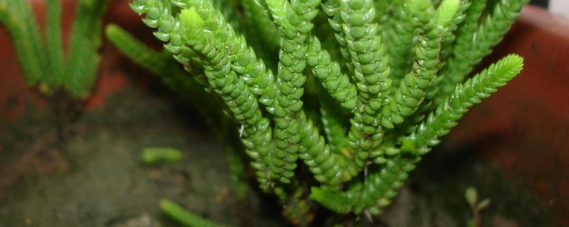 青锁龙怎么养殖好（小青龙怎样养）