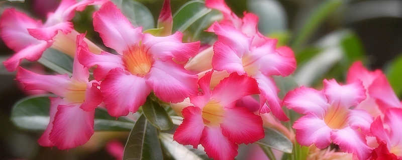 沙漠玫瑰的养殖方法，附生长习性 沙漠玫瑰的养殖方法生长温度