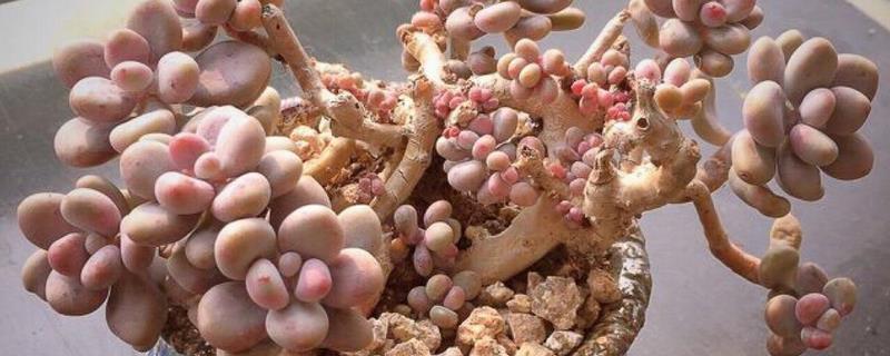 桃之卵怎么养殖好 桃之卵的养殖方法