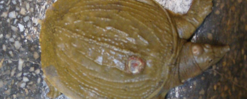 杀老鳖的方法，老鳖有哪些食用禁忌（吃老鳖的禁忌）