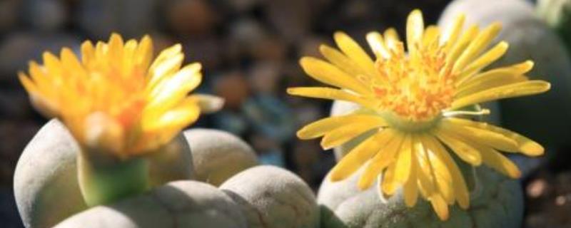 生石花怎么养殖好(生石花怎样养殖)