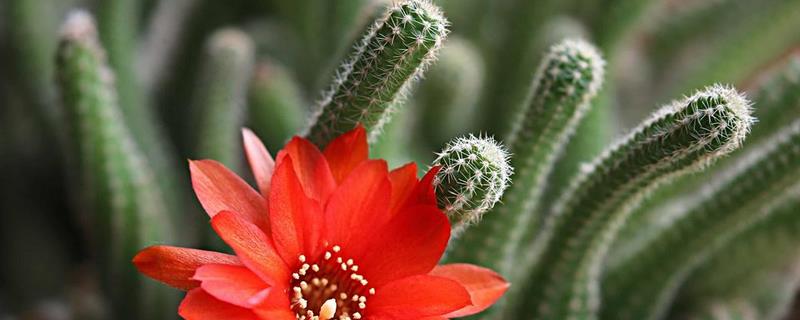 鼠尾掌怎么养殖好（鼠尾掌的功效治9种病）