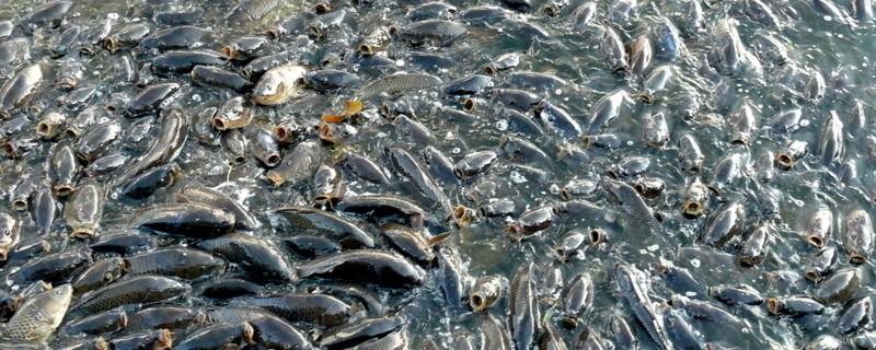 鲤鱼喜欢吃什么料，配制方法是什么（鲤鱼喂什么饲料）