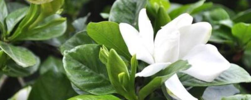 栀子花几天浇一次水（栀子花几天浇一次水是最好的）