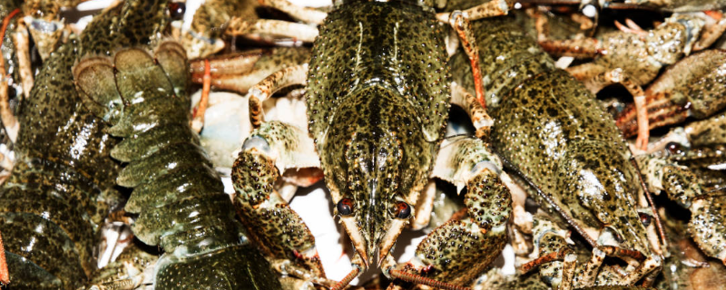 养龙虾要投资多少钱 养龙虾要投资多少钱才能养