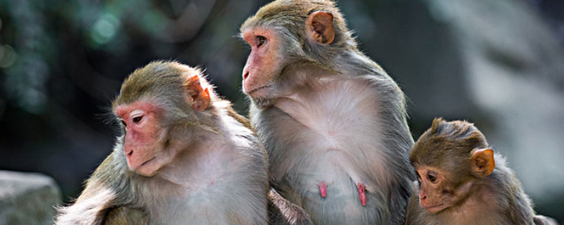 猴子的品种有哪些，都有哪些特点 普通的猴子是什么品种