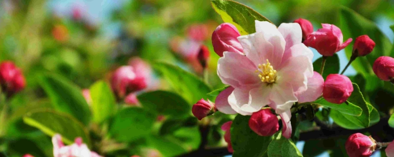 西府海棠的养殖方法，附生长习性（西府海棠的养殖方法和注意事项）