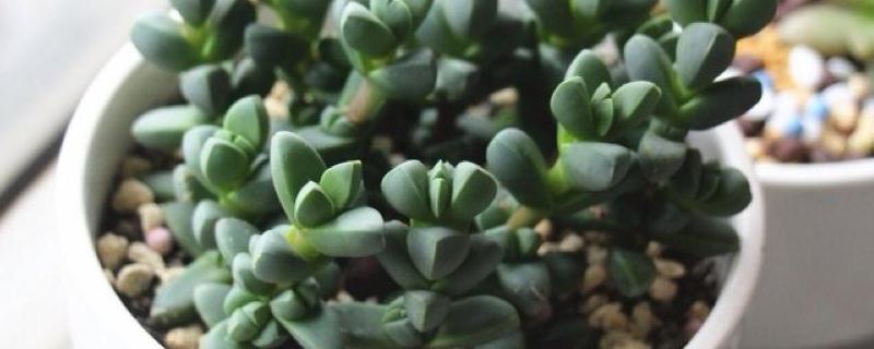 鹿角海棠怎么养殖好（鹿角海棠的养殖方法和注意事项）