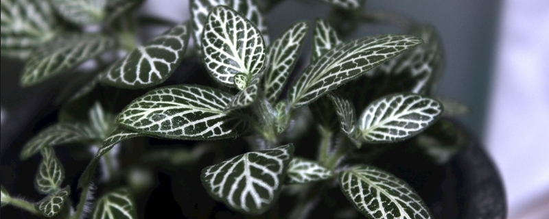 网纹草的养殖方法和注意事项,附生长习性