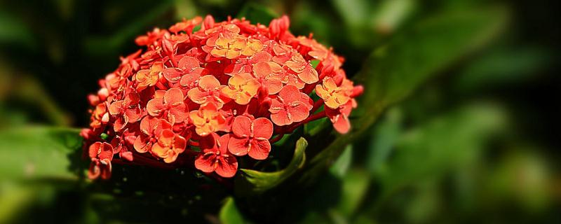 龙船花的养殖方法是怎样（龙船花的养殖方法和注意事项有哪些）