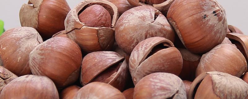 东北榛子的成熟时间，如何进行采收（东北榛子什么时候成熟采摘）