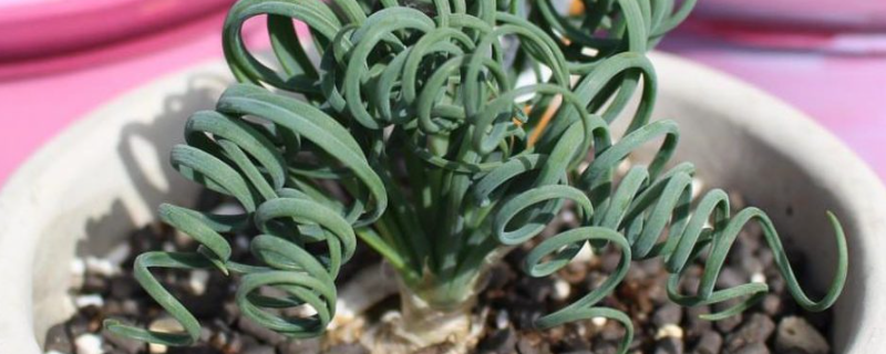 弹簧草怎么养才好 弹簧草怎么养才好看