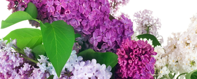 丁香花的养殖方法，附生长习性（丁香花的生长环境）