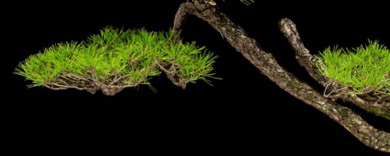 赤松盆景的养殖方法,赤松的生态习惯