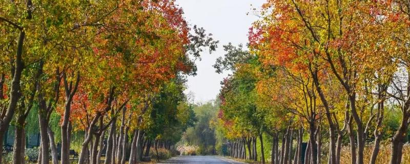 乌桕是落叶还是常绿植物，附乌桕高产种植技术