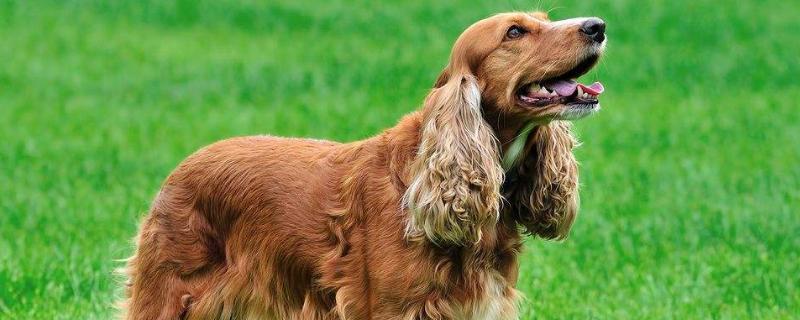 可卡犬多少钱一只，如何鉴别 可卡犬一般多少钱一只