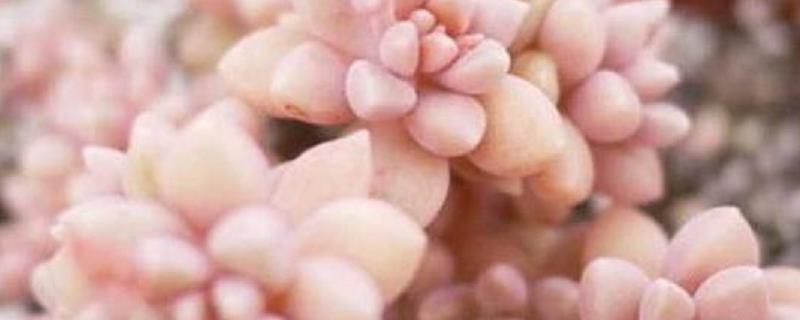 秋丽的养殖方法，附繁殖方法（秋丽小苗怎么养）