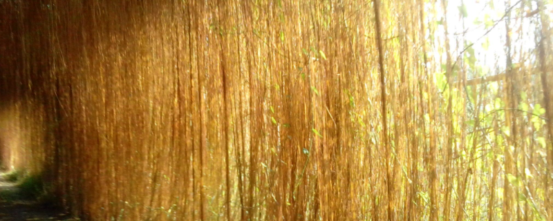 锦屏藤怎么种植 锦屏藤适合家庭种植吗