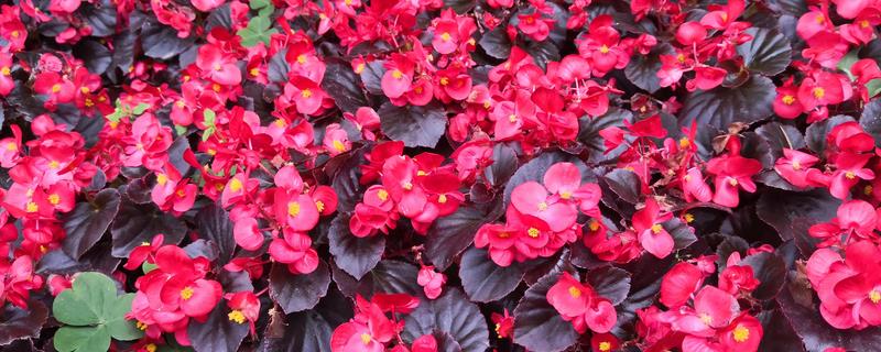 四季海棠的养殖方法，四季海棠的繁殖方法