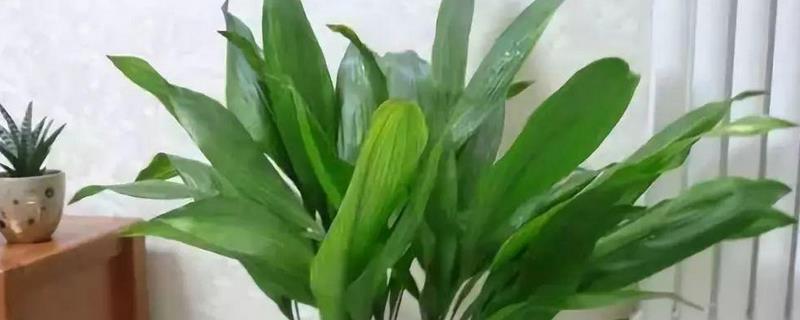 盆栽一叶兰怎么养（一叶兰用什么盆养最好）