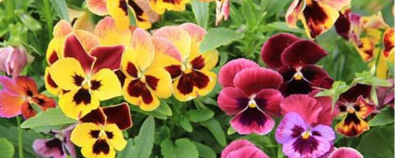 盆栽三色堇怎么养（盆栽三色堇怎么养殖）