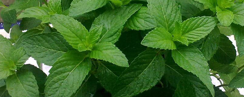盆栽薄荷草怎么养（如何养植薄荷草）