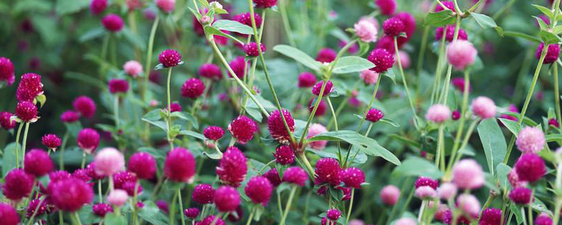 千日红的种植方法，附生长习性（千日红盆栽养殖方法）