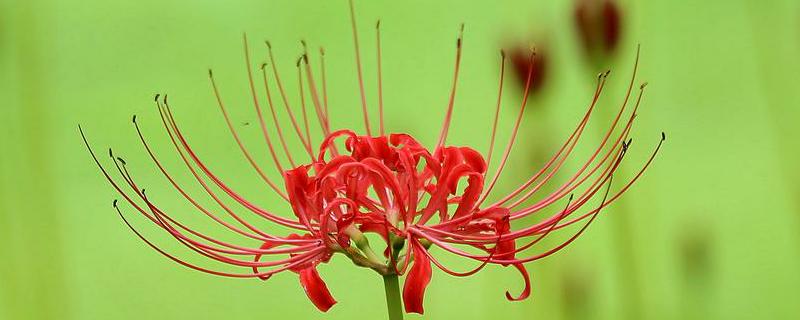 盆栽彼岸花怎么养 盆栽彼岸花怎么养活