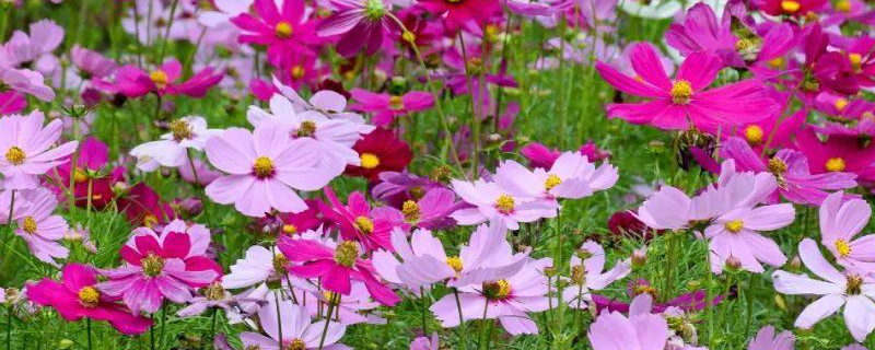 盆栽波斯菊怎么养（波斯菊怎么栽种）