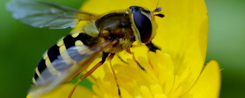 枸杞蜂蜜,具体介绍 枸杞蜂蜜的功效与作用及食用方法