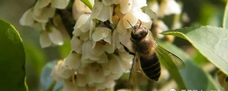 野桂花蜜，具体介绍（野桂花有蜜吗）