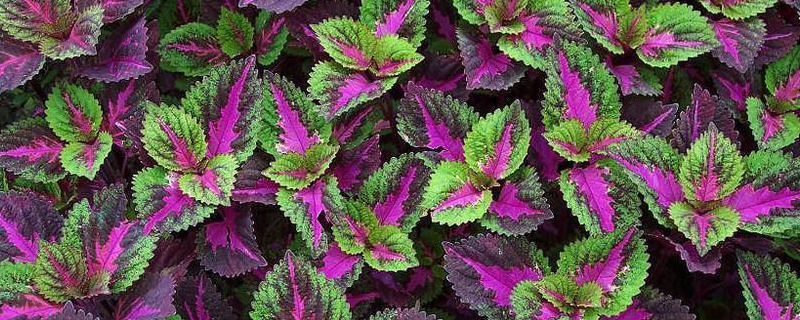 盆栽彩叶草怎么养（盆栽彩叶草怎么养殖）