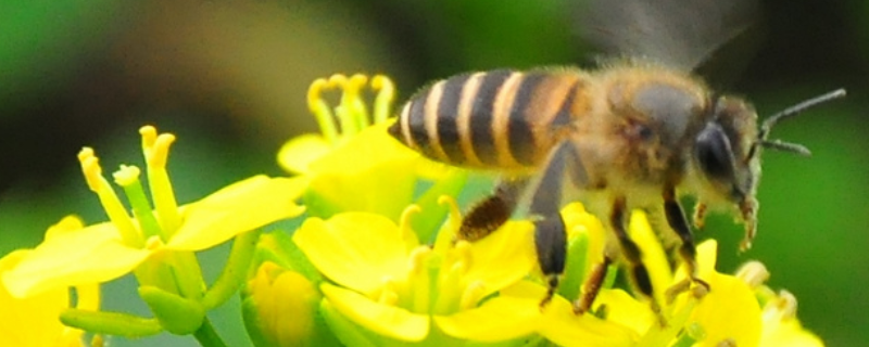 蜜蜂白垩病 蜜蜂白垩病怎样根治