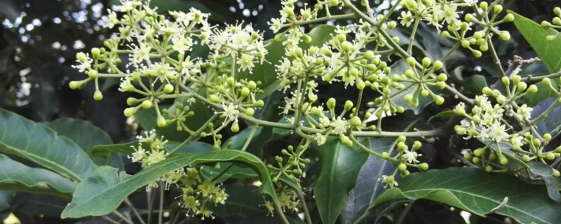 鸭脚木蜜，具体介绍 鸭脚木蜜蜂蜜