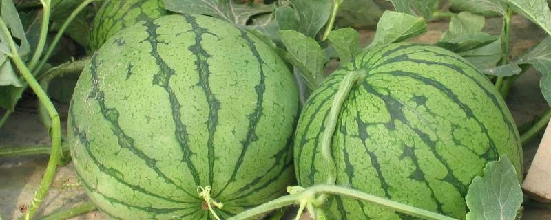无籽西瓜怎么种，选择优良种子（无籽西瓜什么育种）