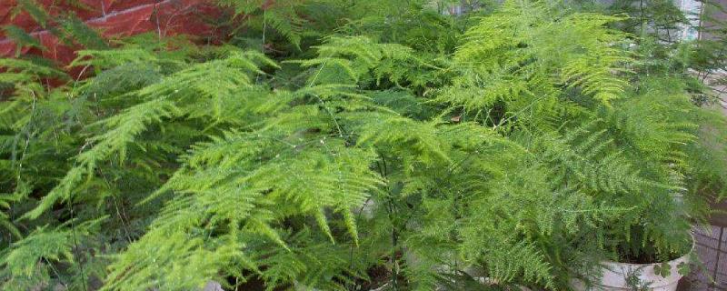 文竹叶子发黄什么原因怎样解决,附文竹的生长环境