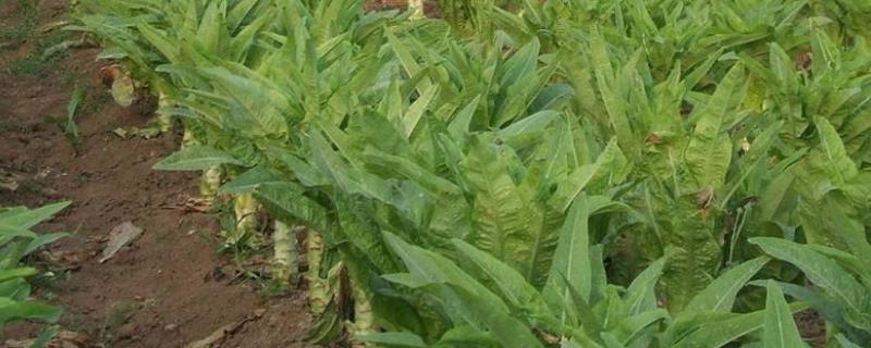 菊苣怎么种,菊苣什么时候采收(菊苣采收时间)