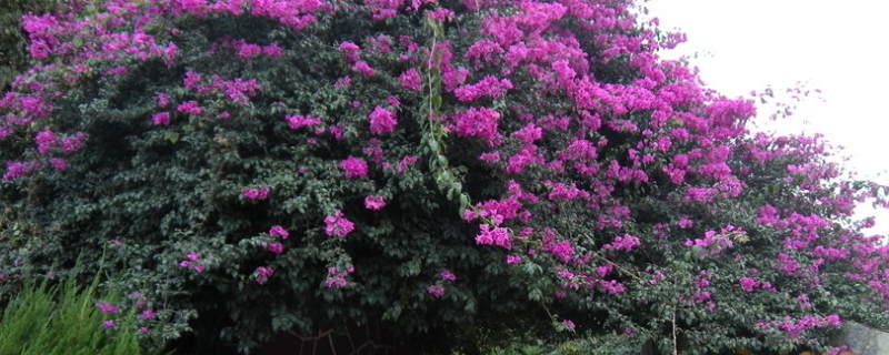 盆栽三角梅怎么养（盆栽三角梅怎么养才开花好）